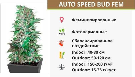 Auto Speed Bud fem (Female Seeds)