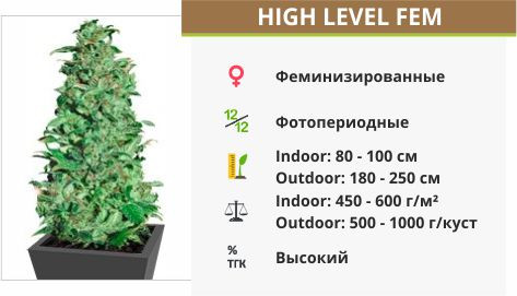 High Level fem от Eva Seeds