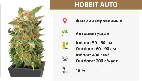 Hobbit Auto (Ginger Punch Auto) fem