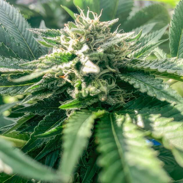 Шишка сорта конопли Glookies