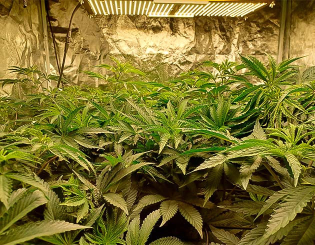 Последняя стадия вегетации