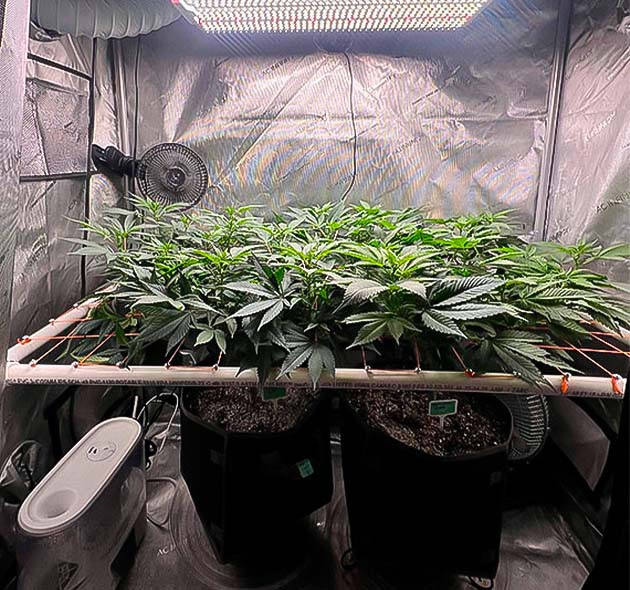 8 неделя роста марихуаны