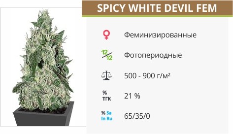 Spicy White Devil fem от Samsara Seeds