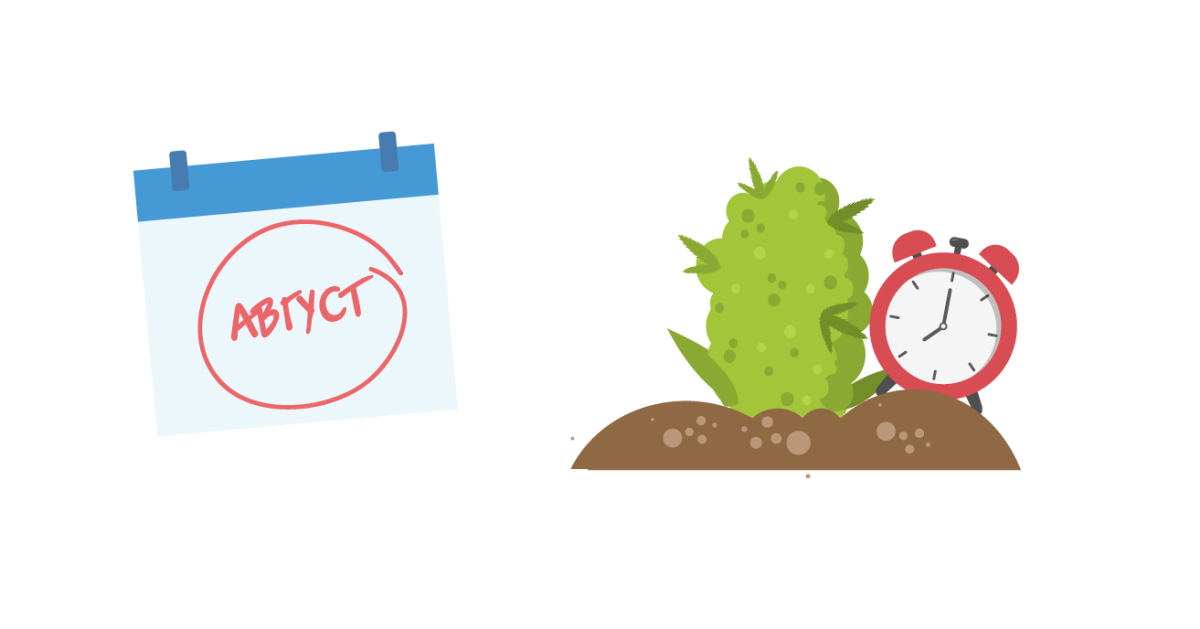 Цветение автоцветов в аутдоре