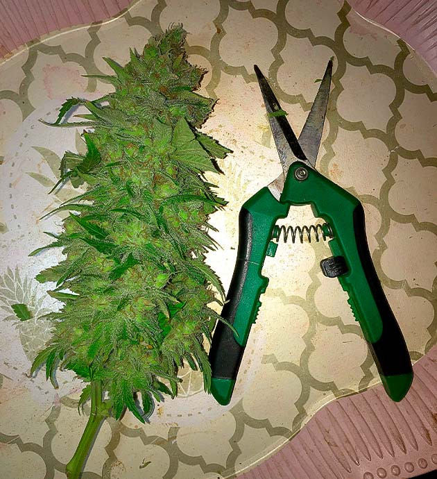 Собранный урожай Grandaddy Purple