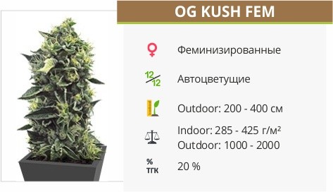 OG Kush fem от Humboldt Seeds
