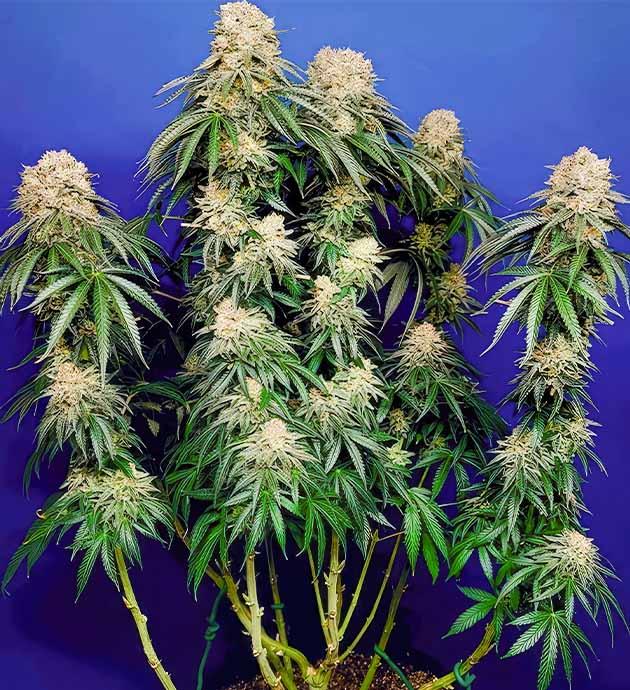 Окончание выращивания на 15 неделе