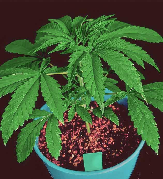 Конопля после топпинга