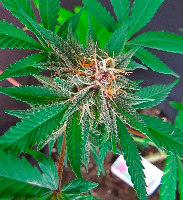 Общие впечатления о сорте Grandmommy Purple Сорт конопли перед харвестом Grandmommy Purple