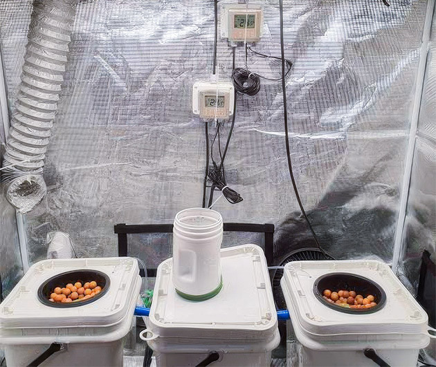 Первая неделя выращивания