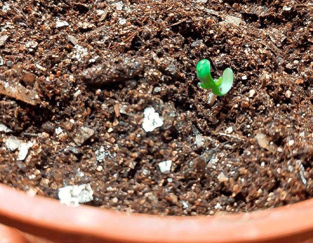 Росток сорта Glue Sherbet