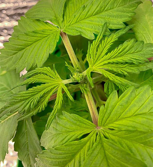 Тренировка конопли методом LST