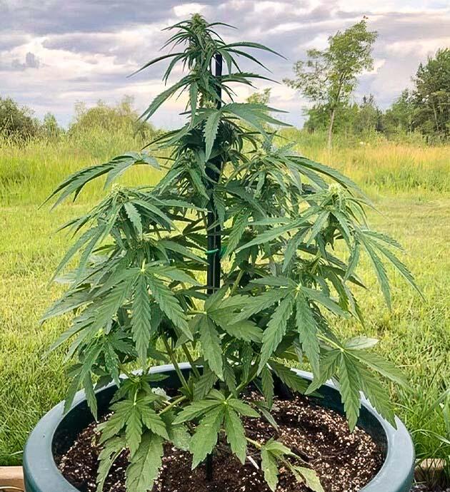 Естественный полив и стабильное развитие марихуаны Каннабис ростом 55 см