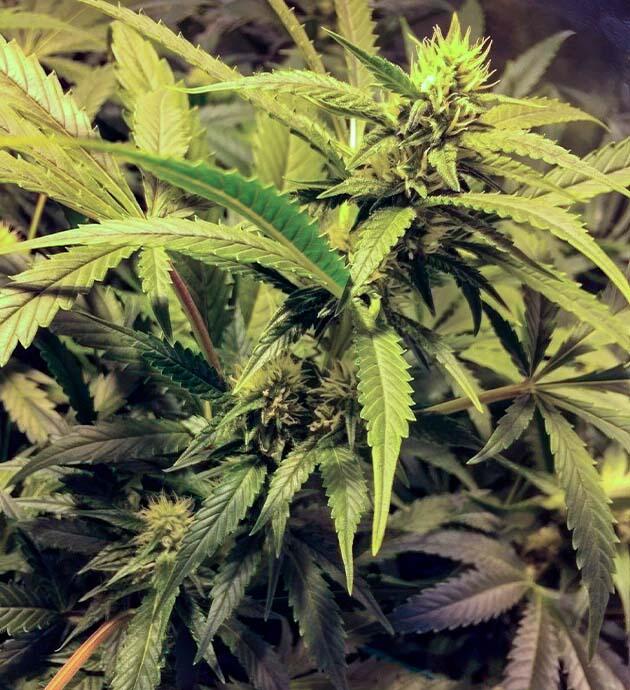 9 - 10 неделя выращивания конопли