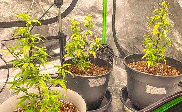 7 неделя роста конопли