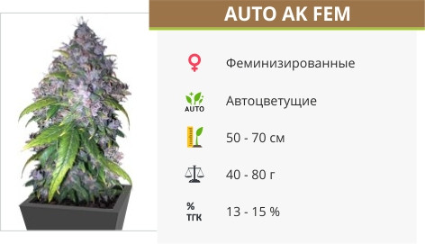 Сорт конопли Auto AK Auto AK от Grass-O-Matic