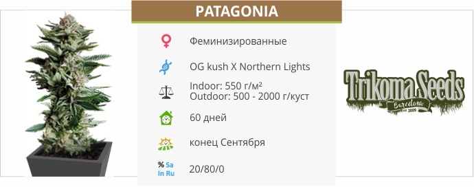 описание сорта Patagonia