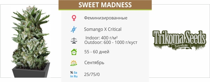 описание сорта Sweet Madness