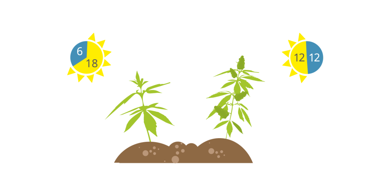 Особенности цветения конопли в аутдоре