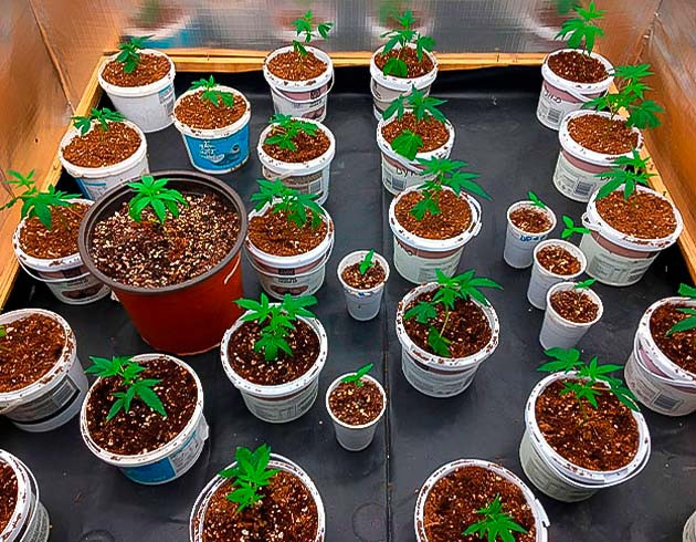 Грамотная пересадка каннабиса Вторая неделя роста Godzilla Glue #4 с микоризой