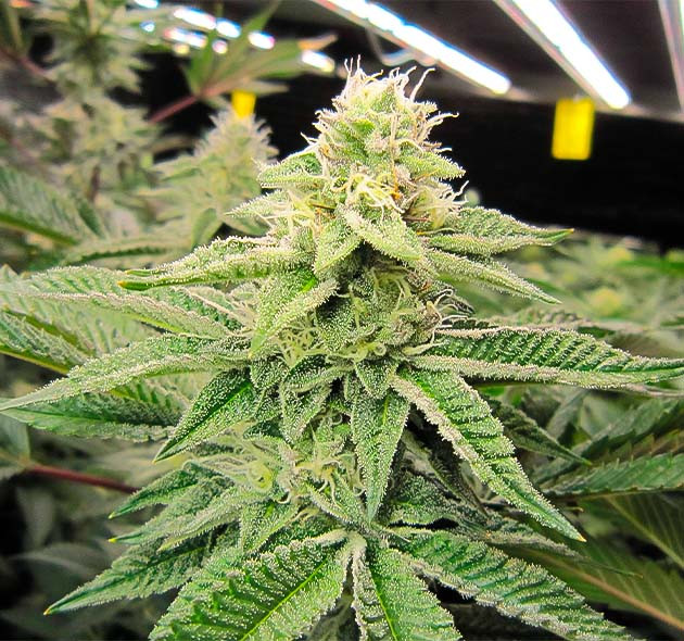 10 неделя выращивания DDoS #33