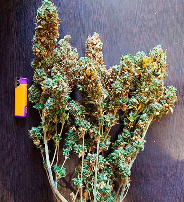 Впечатления от грова Собранный урожай Blueberry OG