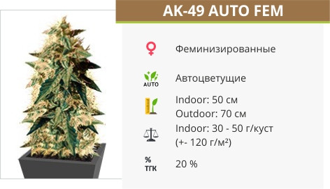 Сорт конопли AK-49 Auto AK-49 Auto от Vision Seeds