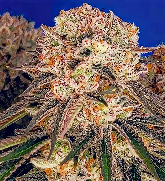 9 неделя цветения конопли