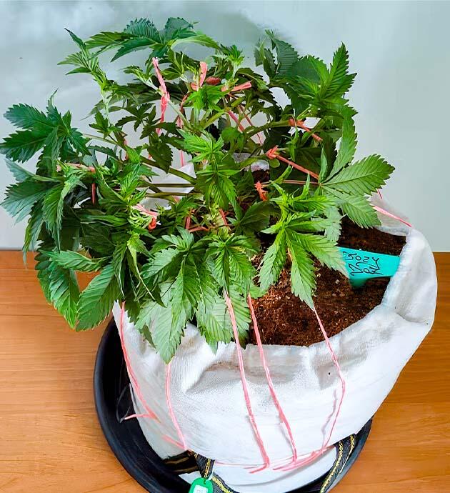 Dozy Doz в активной фазе веги с LST и топпингом