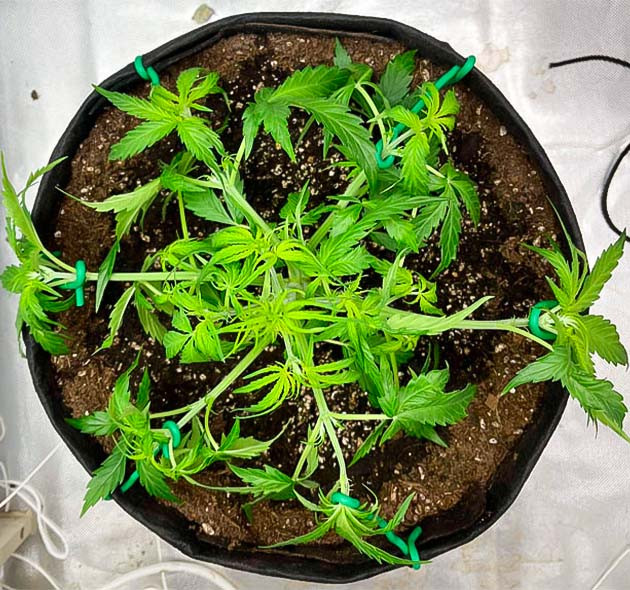 Суперкроппинг марихуаны Цветение конопли