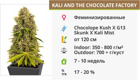 описание сорта Kali And The Chocolate Factory