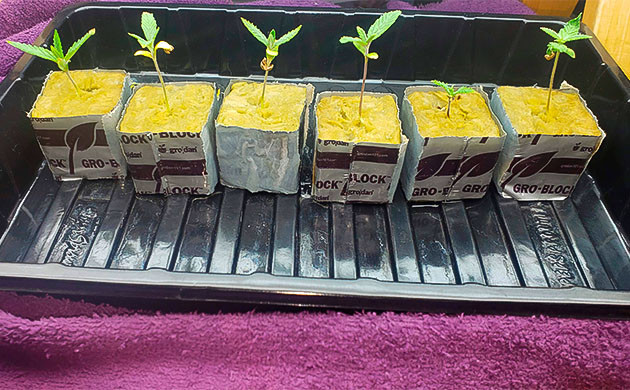 Ростки сорта Mimosa Shot