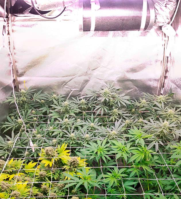 Куст Grandaddy Purple на 6 неделе