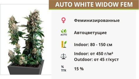 Сорт марихуаны Auto White Widow Auto White Widow fem (Pyramid Seeds)