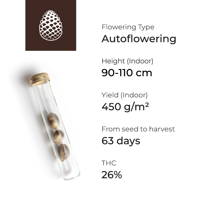 Маячок сорта Gelato Auto Маячок Gelato Auto