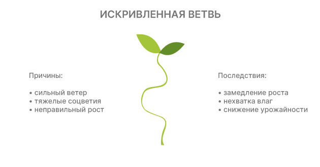 Последствия кривых веток для урожая