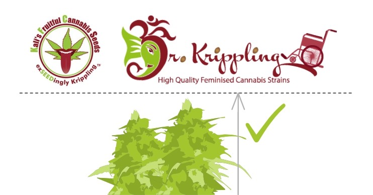 Невысокие сорта от Dr. Krippling и KFC Seeds