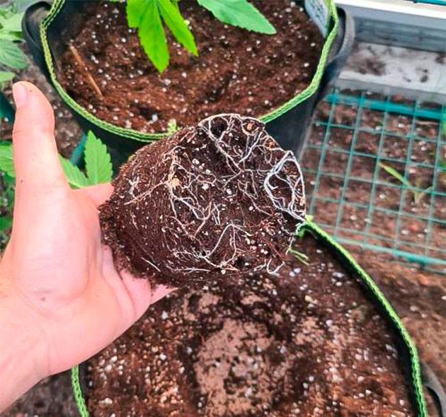 Корень конопли на 2 неделе