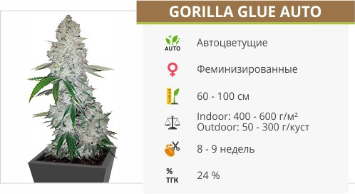 Сорт марихуаны Gorilla Glue Auto Gorilla Glue Auto от FastBuds