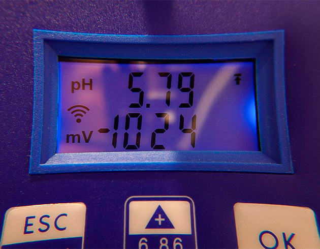 Фаза проращивания Purple Juice Auto