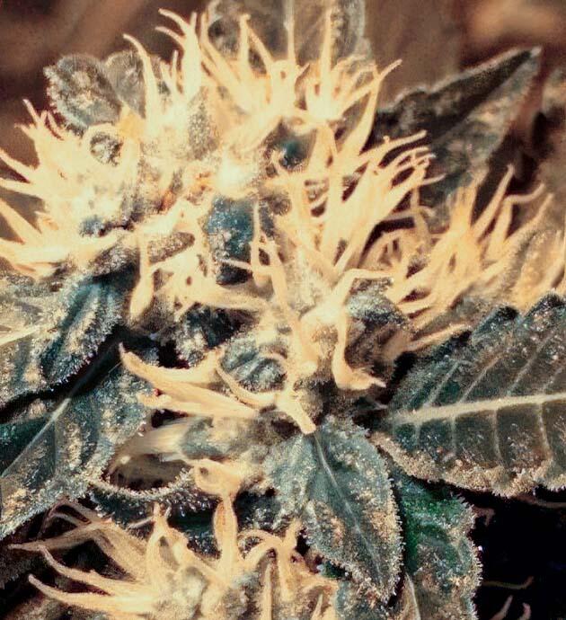 Трихомы марихуаны