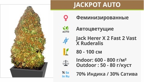 описание сорта Jackpot Auto