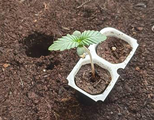 Росток Sweet ZZ