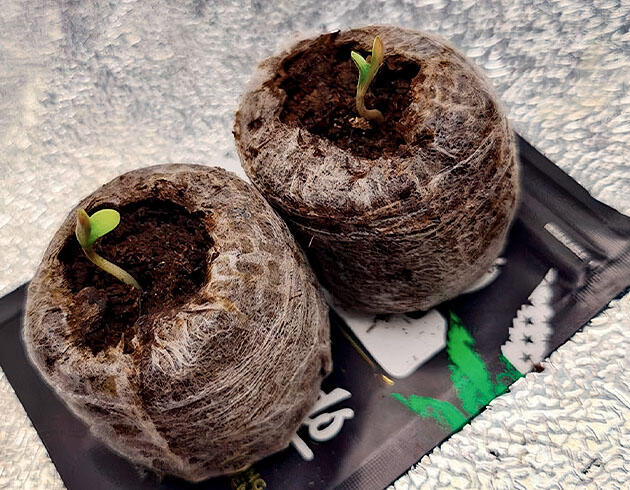 Ростки сорта конопли Cherry Cola Auto