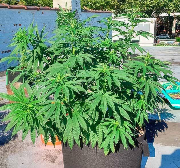 Каннабис на 8 неделе роста