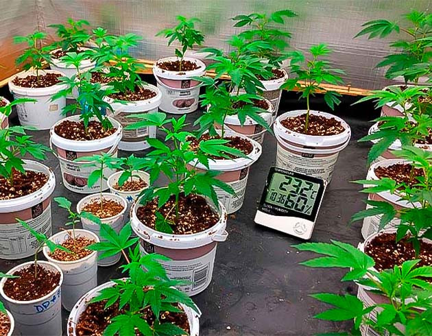 Вега каннабиса с микоризой Вегетация сорта Godzilla Glue #4