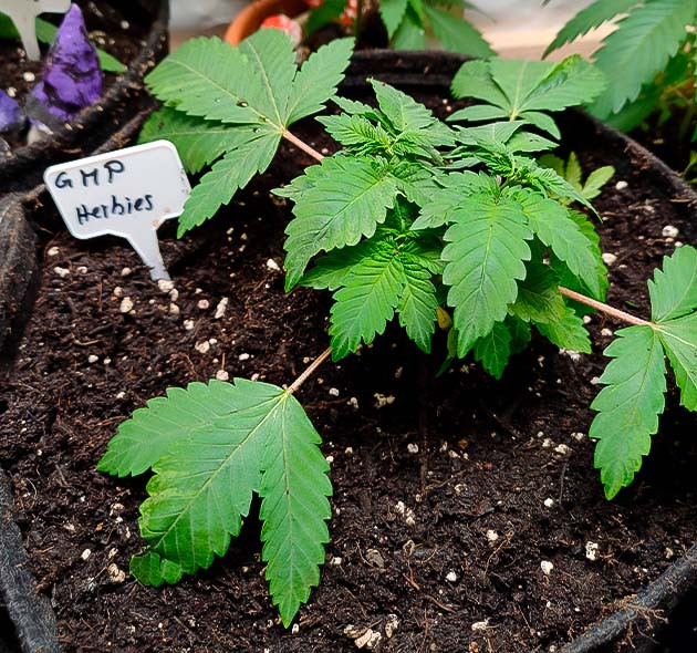 Пересадка и контроль роста на вегетации Пересадил коноплю в новые горшки