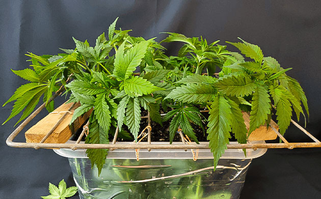 6 неделя выращивания марихуаны
