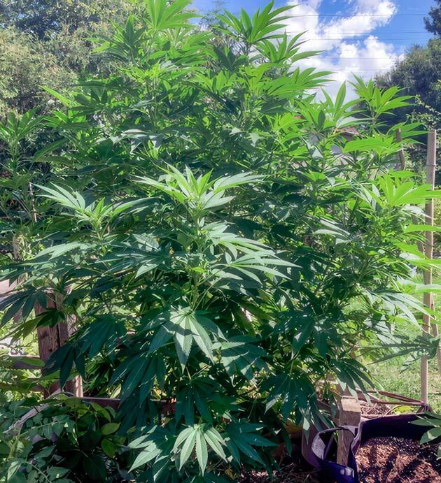 Конопля на 13 неделе роста