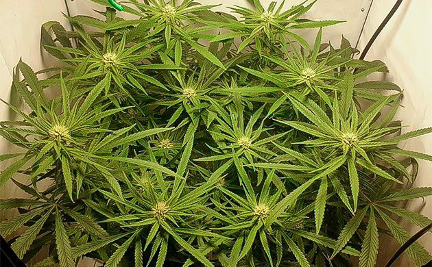 13 неделя выращивания сорта Green Gelato Уменьшил концентрацию удобрений